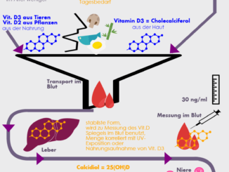 Schematische Darstellung der Vitamin D Synthese im menschlichen Körper