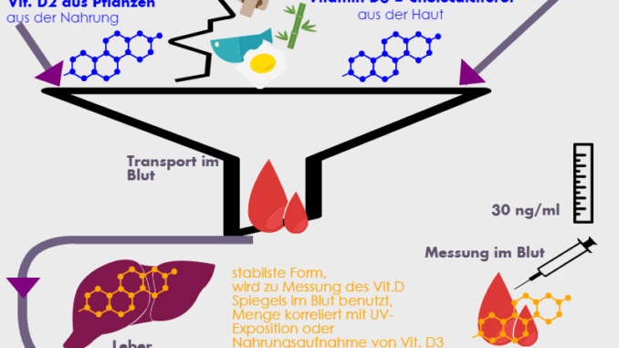 Schematische Darstellung der Vitamin D Synthese im menschlichen Körper