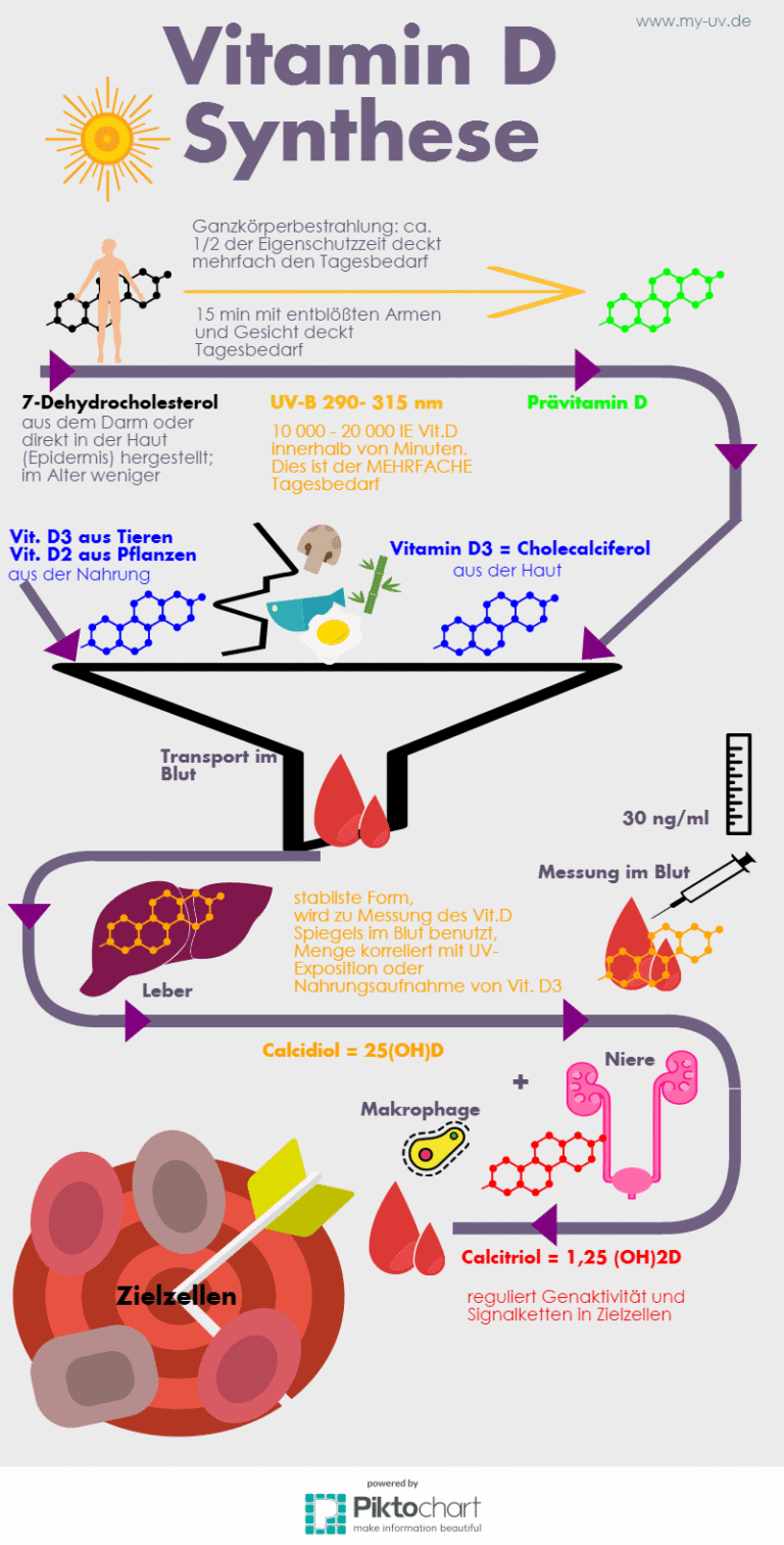 Schematische Darstellung der Vitamin D Synthese im menschlichen Körper