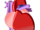 Abbildung des Herzens mit seinen Vorhöfen, Kammern und Gefäßen