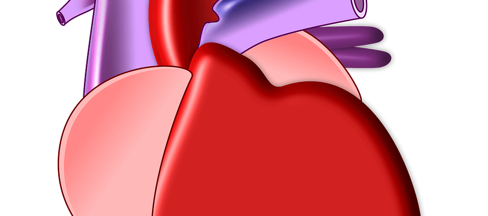 Abbildung des Herzens mit seinen Vorhöfen, Kammern und Gefäßen