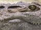 Krokodil cocodrile