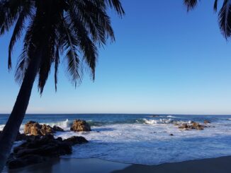 Palme Strand Meer Soone